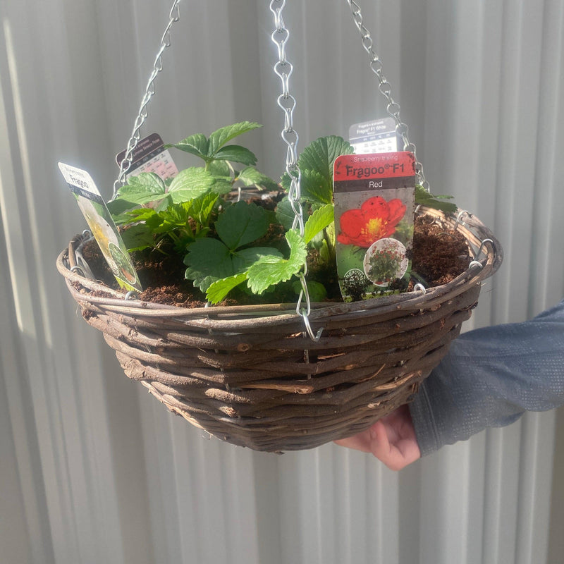Plant Your Own - Strawberry Basket/Container -