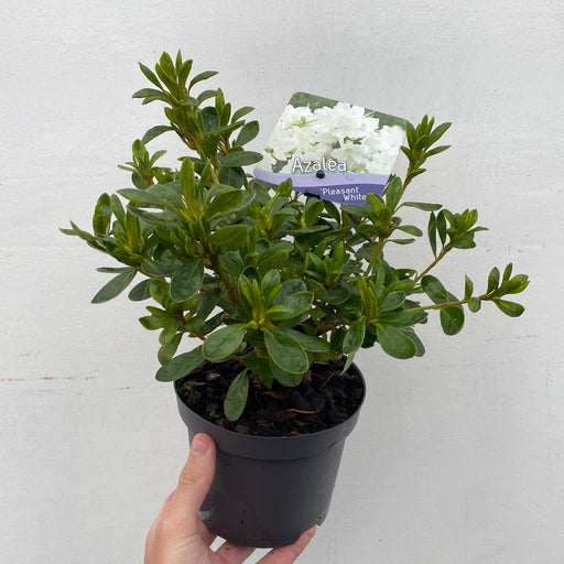 Azalea 'Pleasant White' 9cm / 1L / 3L -