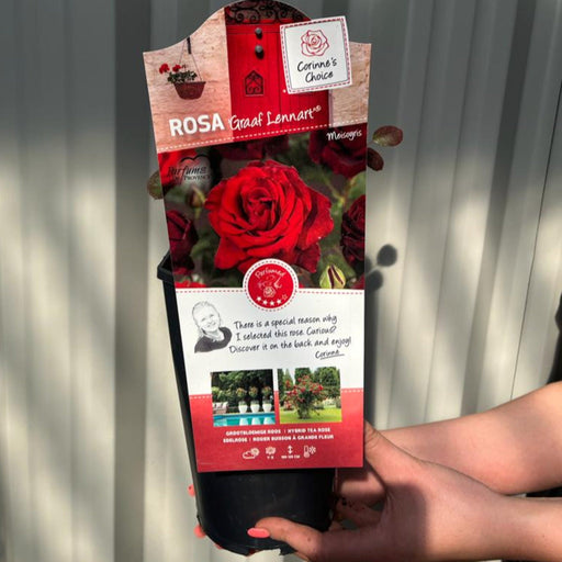 Graaf Lennart - Hybrid Tea Rose -