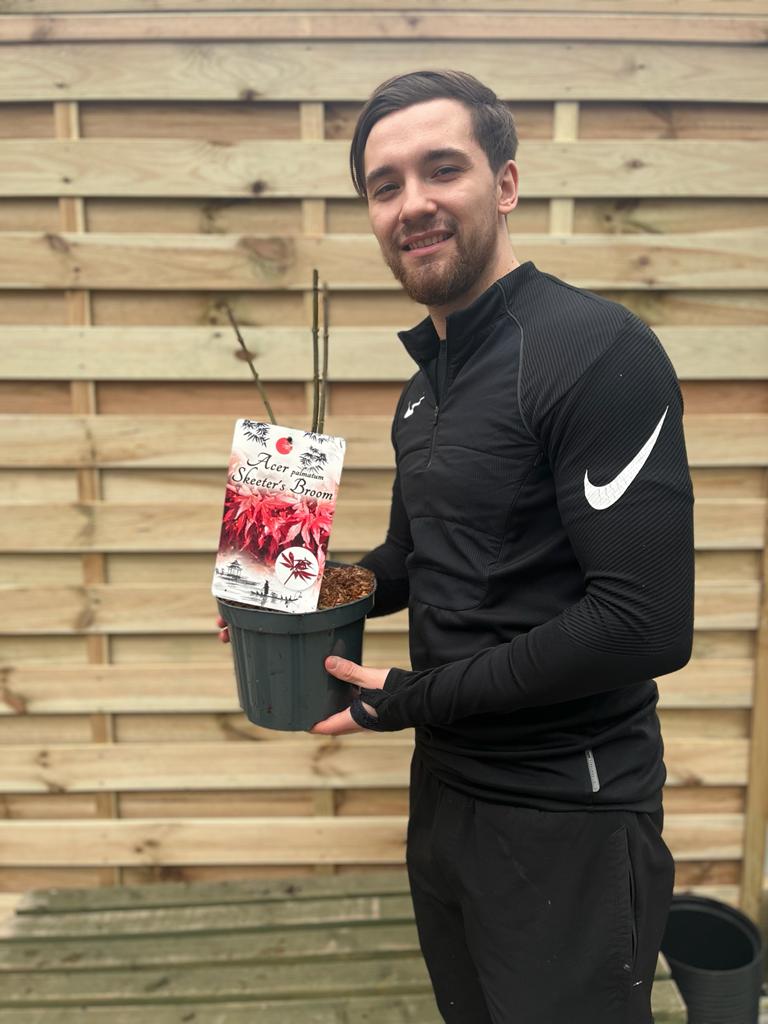 Acer palmatum Skeeter's Broom 3L -