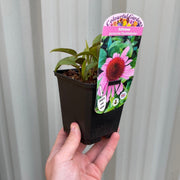 Echinacea purpurea 'Double Decker' 9cm Pot -