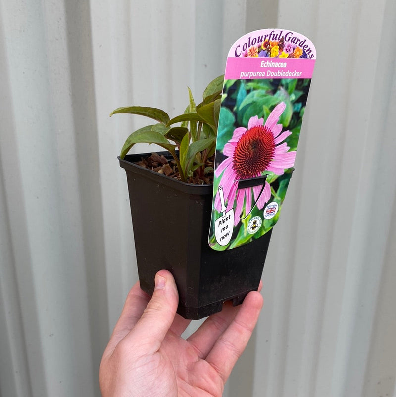 Echinacea purpurea 'Double Decker' 9cm Pot -