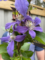 Clematis 'Arabella' -