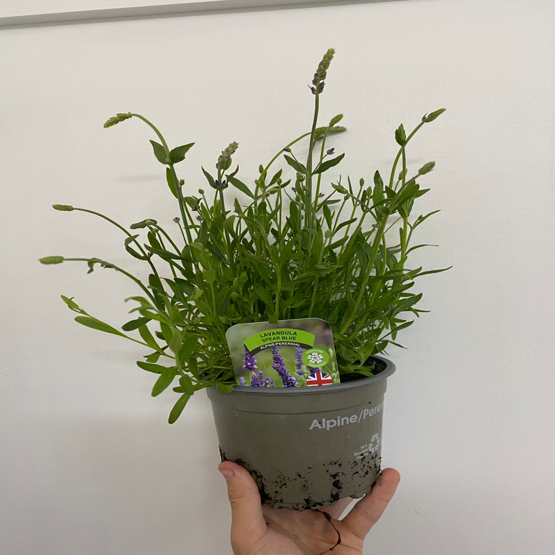 Lavender Angustifolia 'Spear Blue' 9cm -