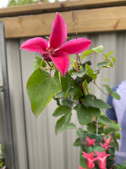 Clematis 'Princess Diana' 70cm -