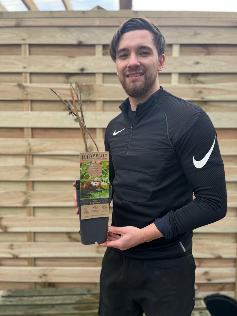 Gooseberry 'Ribes' Captivator 2L -