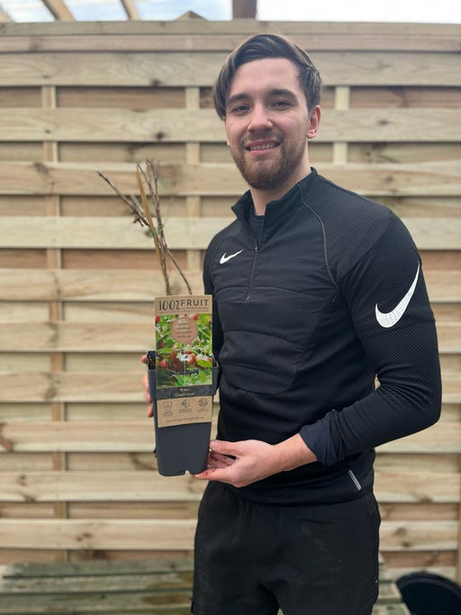 Gooseberry 'Ribes' Captivator 2L -