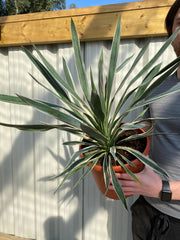 Yucca Variegata 7.5L -