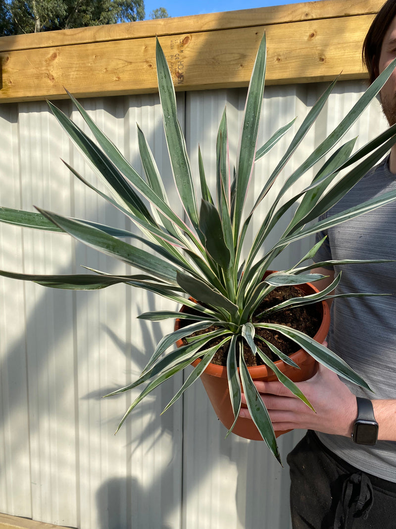 Yucca Variegata 7.5L -
