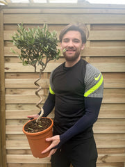 Corkscrew Stem Olive Tree | Hardy Evergreen Potted Tree | 80-90cm -