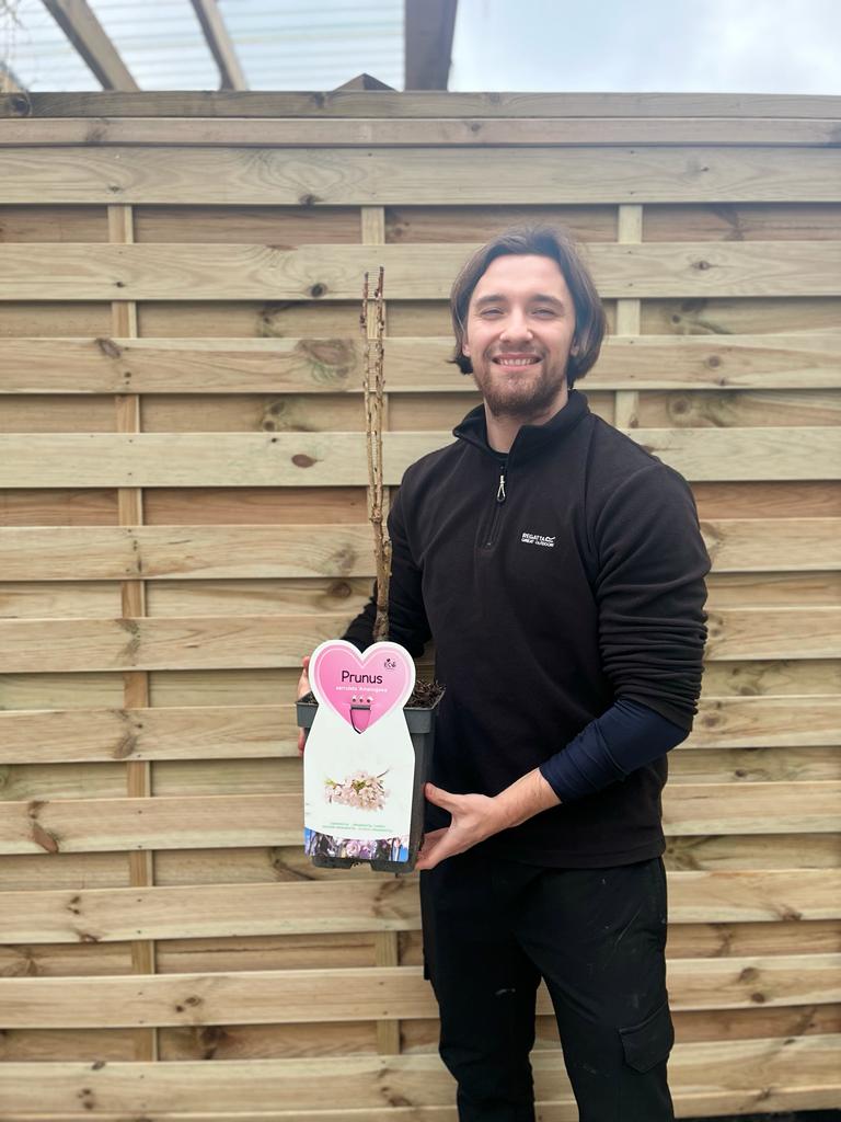 Ornamental Flowering Cherry Blossom Tree Dwarf - Prunus serrulata 'Amanogawa'' 70-80cm -