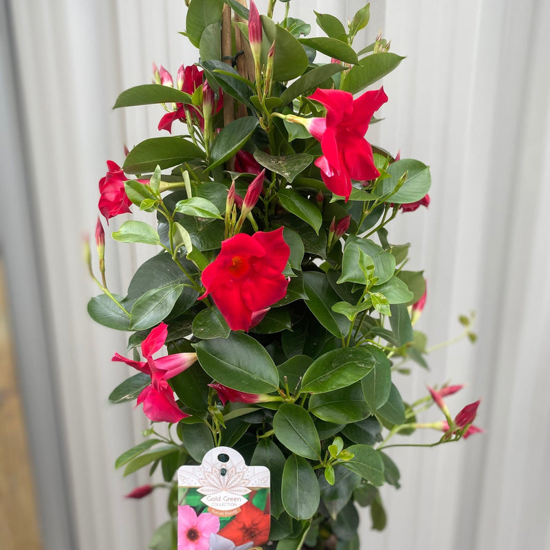Mandevilla sanderi - Red - Pyramid -