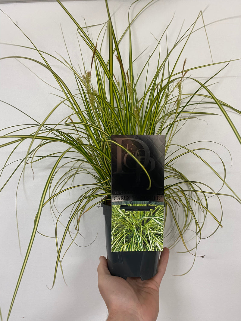 Carex oshimensis 'Evergold' Grass 8cm / 1L / 2L / 3L -