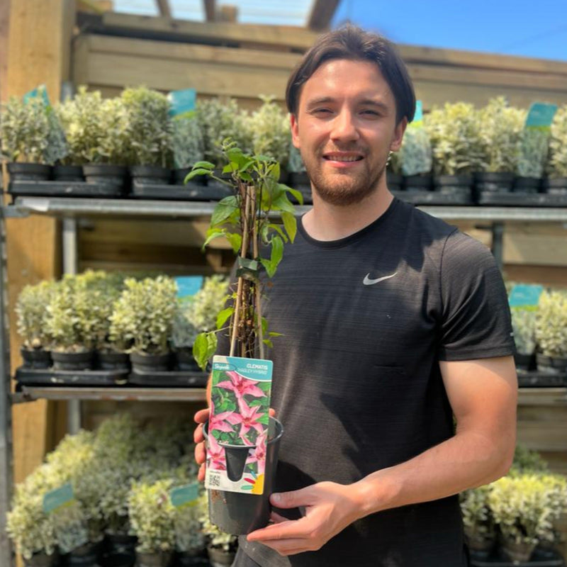 Clematis 'Hagley Hybrid' 50cm -