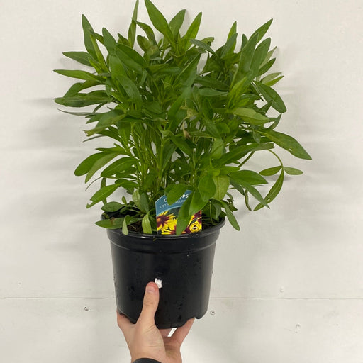 Coreopsis - Uptick Yellow and Red 3L -