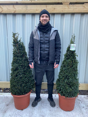 Yew Cone - Taxus Baccata Cone 150cm -