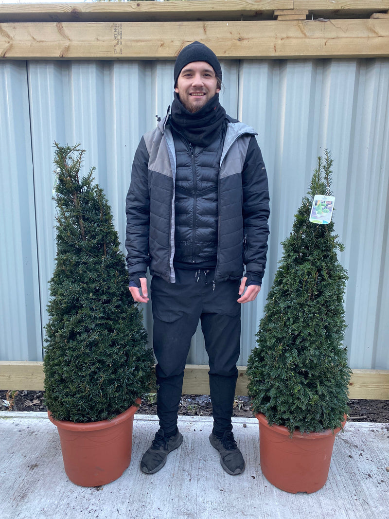 Yew Cone - Taxus Baccata Cone 150cm -
