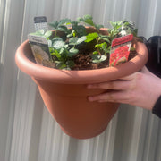 Plant Your Own - Strawberry Basket/Container -
