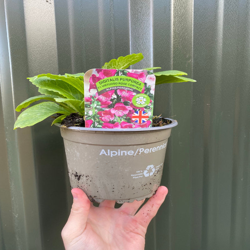 Hollyhock (Alcea) 'Spring Celebrities Rose' - Pink 1.5L -