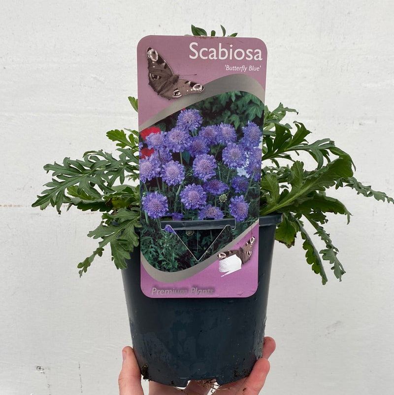 Scabious Butterfly Blue 9cm/2L -