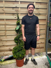 Buxus Spiral 1.4-1.5m | Buxus sempervirens Topiary | Box Spiral -