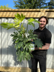 Fatsia japonica 'Spider's Web' 9cm-7.5L -