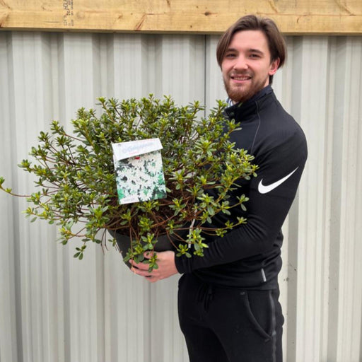 Azalea 'Palestina' 10L -