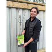 Dwarf Patio Apple Tree 'Granny Smith' 1m -