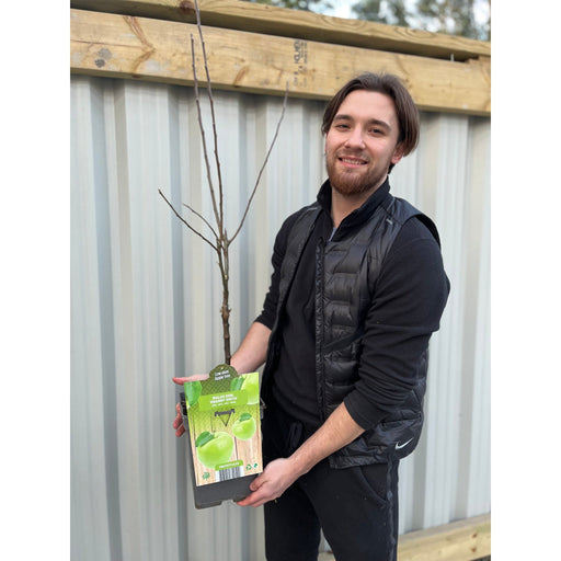 Dwarf Patio Apple Tree 'Granny Smith' 1m -