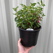 Hardy Fuchsia 'Tom Thumb' 9cm / 2L -