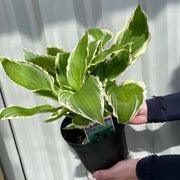 Hosta 'Albomarginata' 2L (30-50cm) -