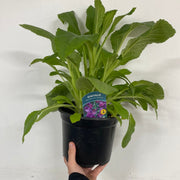 Foxgloves Digitalis purpurea Purple 3L -