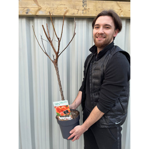 Dwarf/Patio Tree - Apricot - Prunus arm. 'Early Orange 1m -