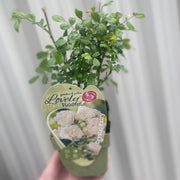 Patio Roses - Crystal Fairy -