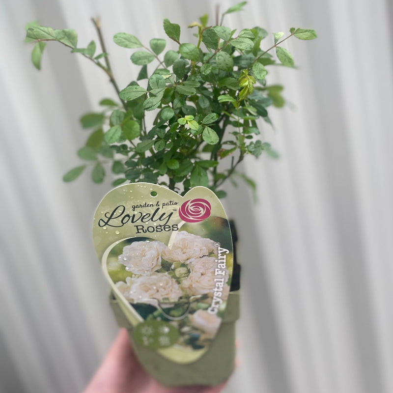 Patio Roses - Crystal Fairy -