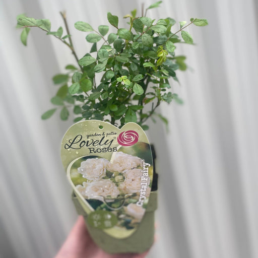 Patio Roses - Crystal Fairy -