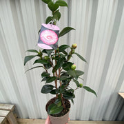 Camellia japonica 'Nuccio's Pearl' 60cm / 100cm -