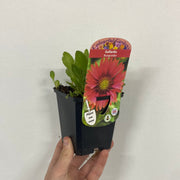Gaillardia x grandiflora burgunder (9cm Pot) -