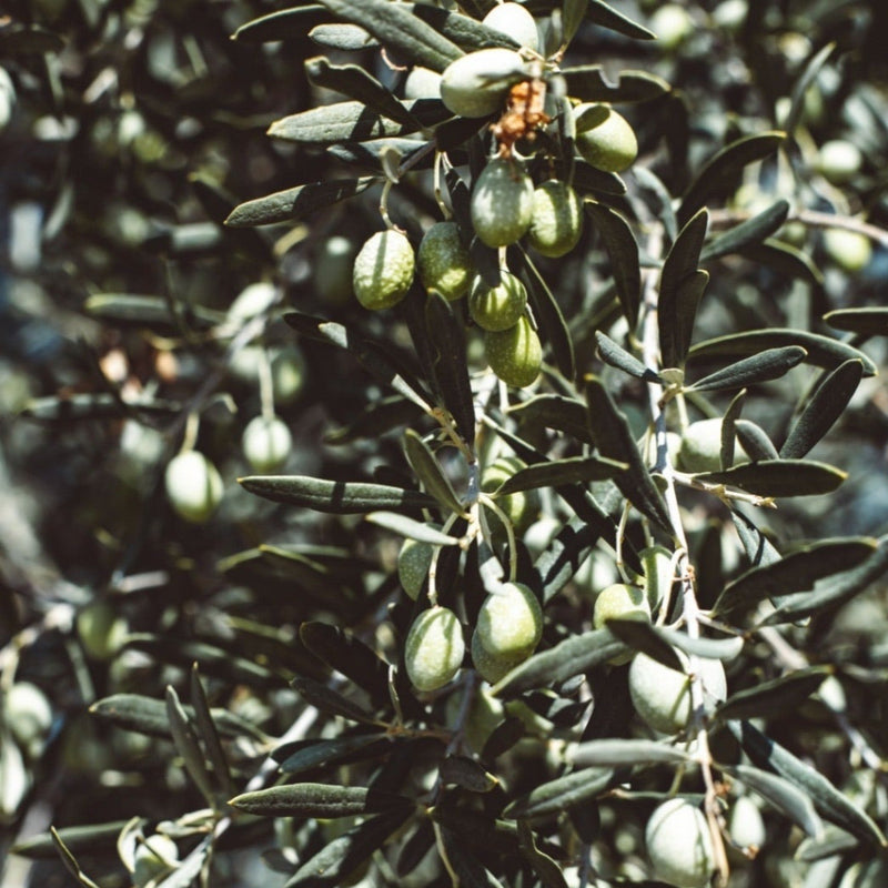 Olive Tree 35L 1.7-1.8m (Multibuy Offers Available) -