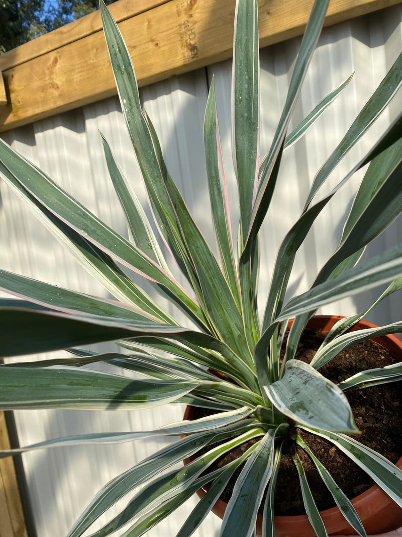 Yucca Variegata 7.5L -