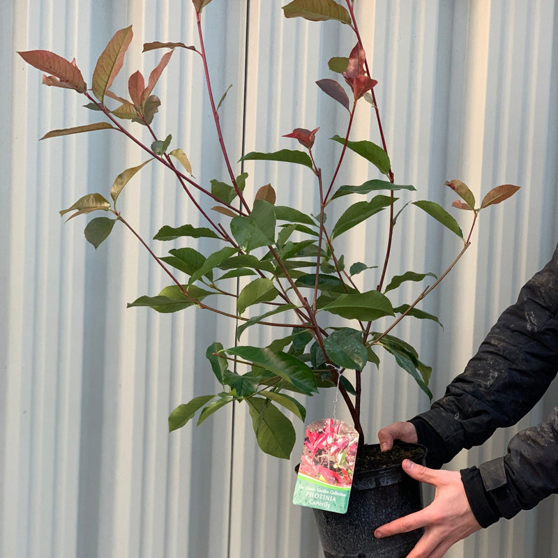 Photinia Canivily 80-90cm -