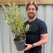 Olive Bush | Olea Europeana (3 Sizes Available) 50-110cm -