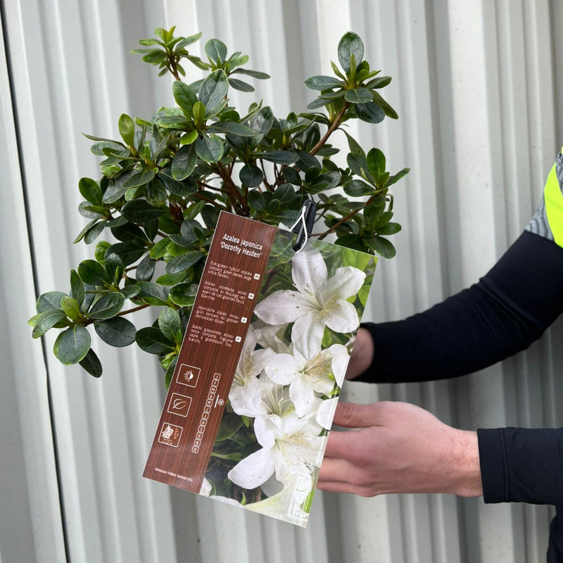Azalea japonica 'Dorothy Heiden' 2L -
