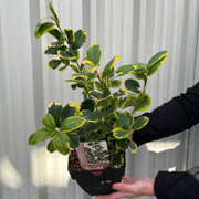 Ilex x altaclarensis 'Golden King' | Variegated Holly 9cm / 2L -