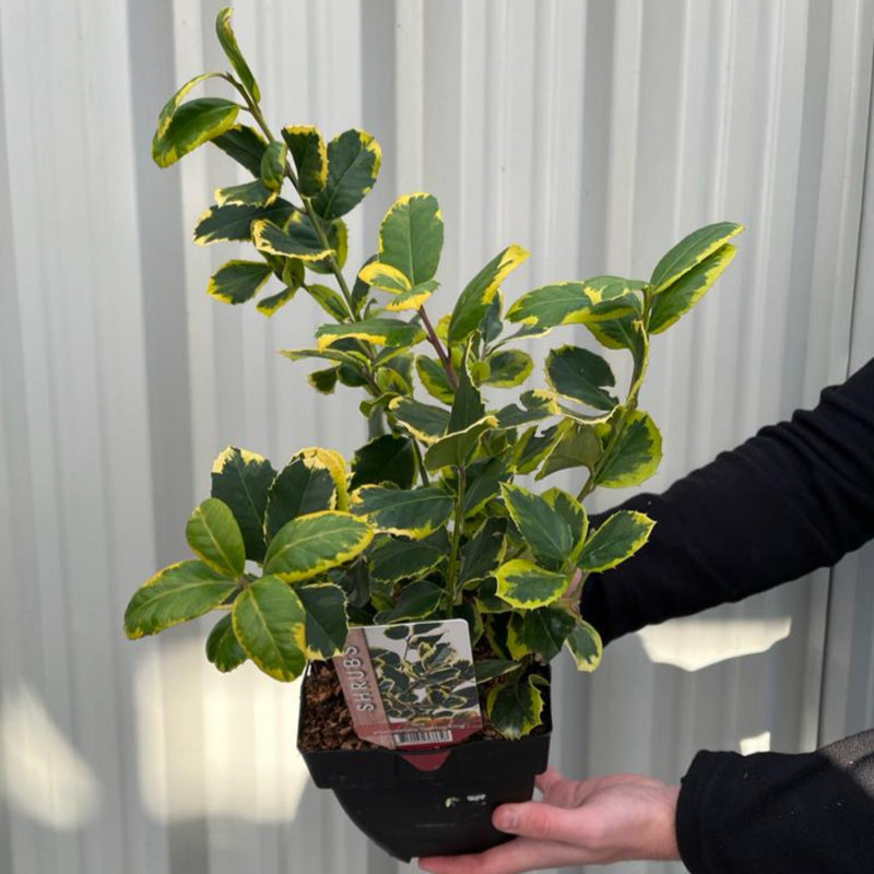 Ilex x altaclarensis 'Golden King' | Variegated Holly 9cm / 2L -