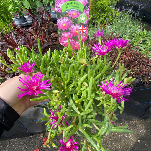 Delosperma Cooperi 9cm -