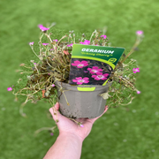 Geranium 'Orkney Cherry' 3L -