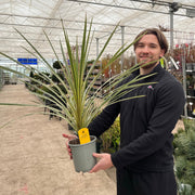 Cordyline australis 'Torbay Dazzler' 2L -