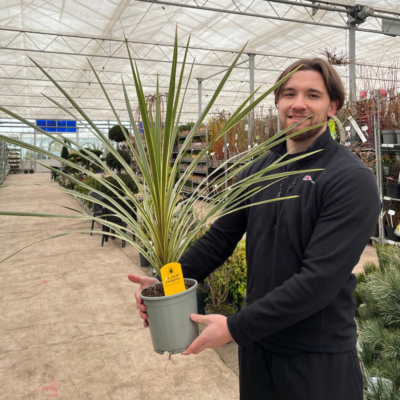 Cordyline australis 'Torbay Dazzler' 2L -