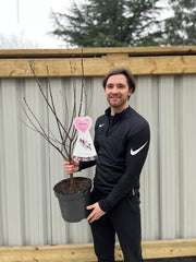 Ornamental Flowering Cherry Blossom Tree - 'Cistena' -